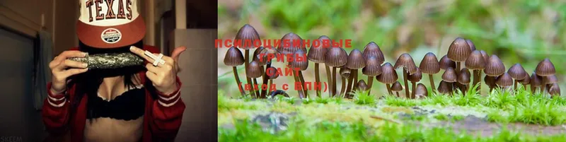 Псилоцибиновые грибы MAGIC MUSHROOMS Нестеров